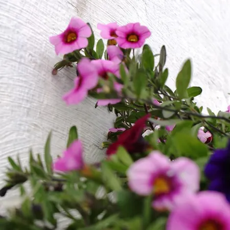 Le Lurçon Et La Lurcette Libin